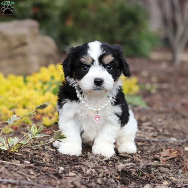 Queen, Cavachon Puppy